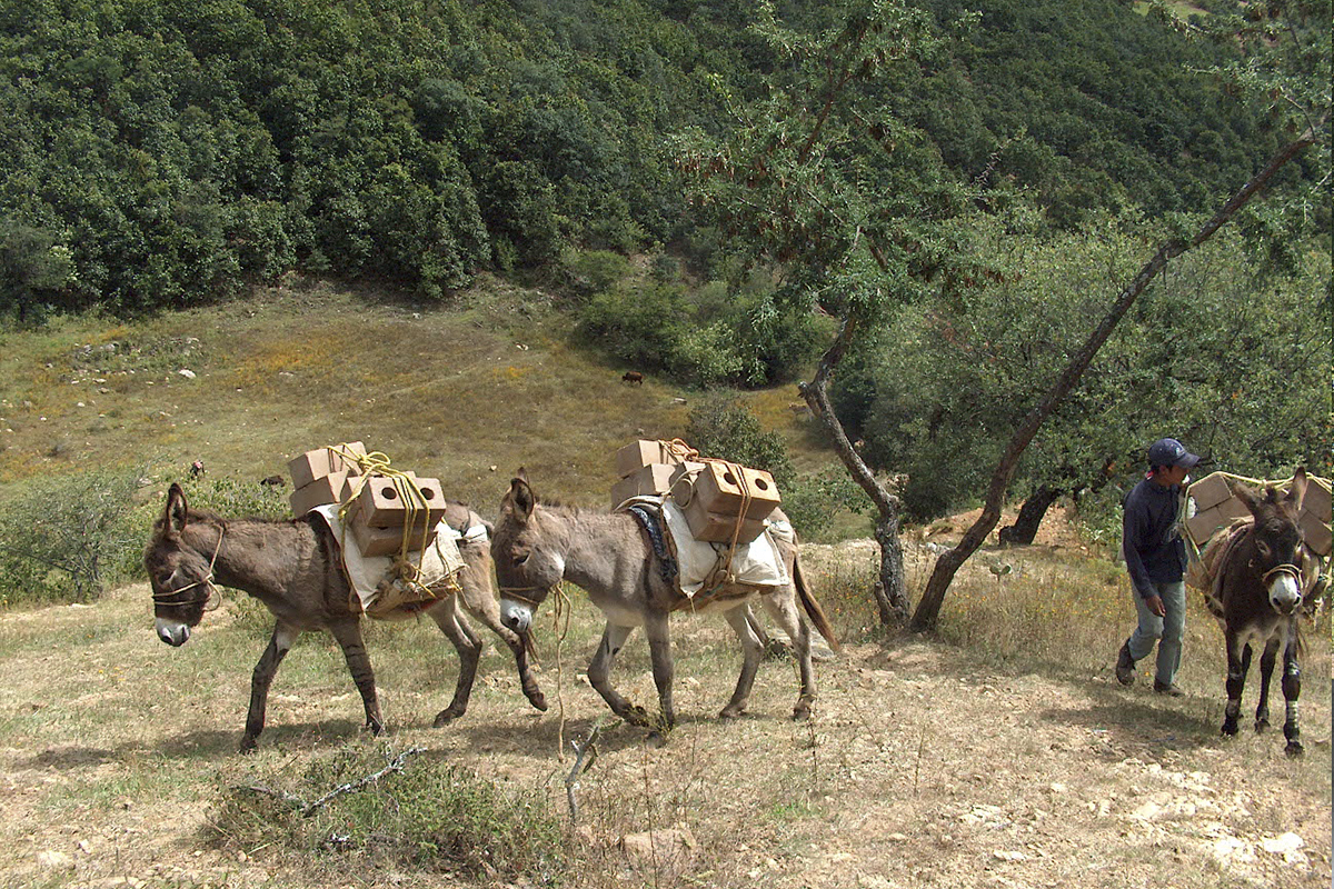 Proyecto Zimatlán